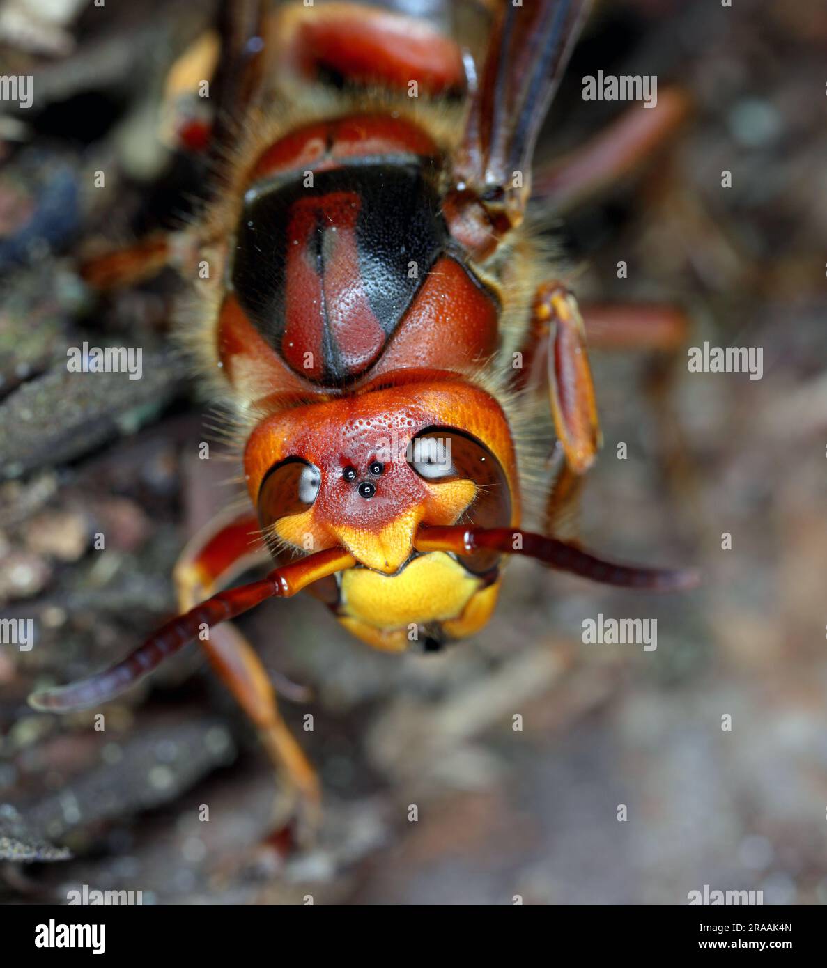 A queen hornet (Vespa crabro) head on. Stock Photo