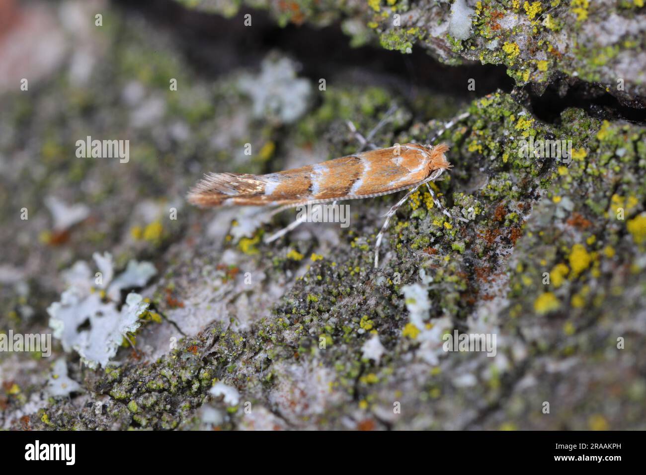Horse chestnut Leafminer (Cameraria ohridella), a tiny orange micro