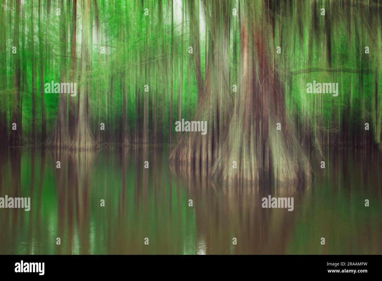 The mystical wetlands of the Caddo Lake Stock Photo Alamy