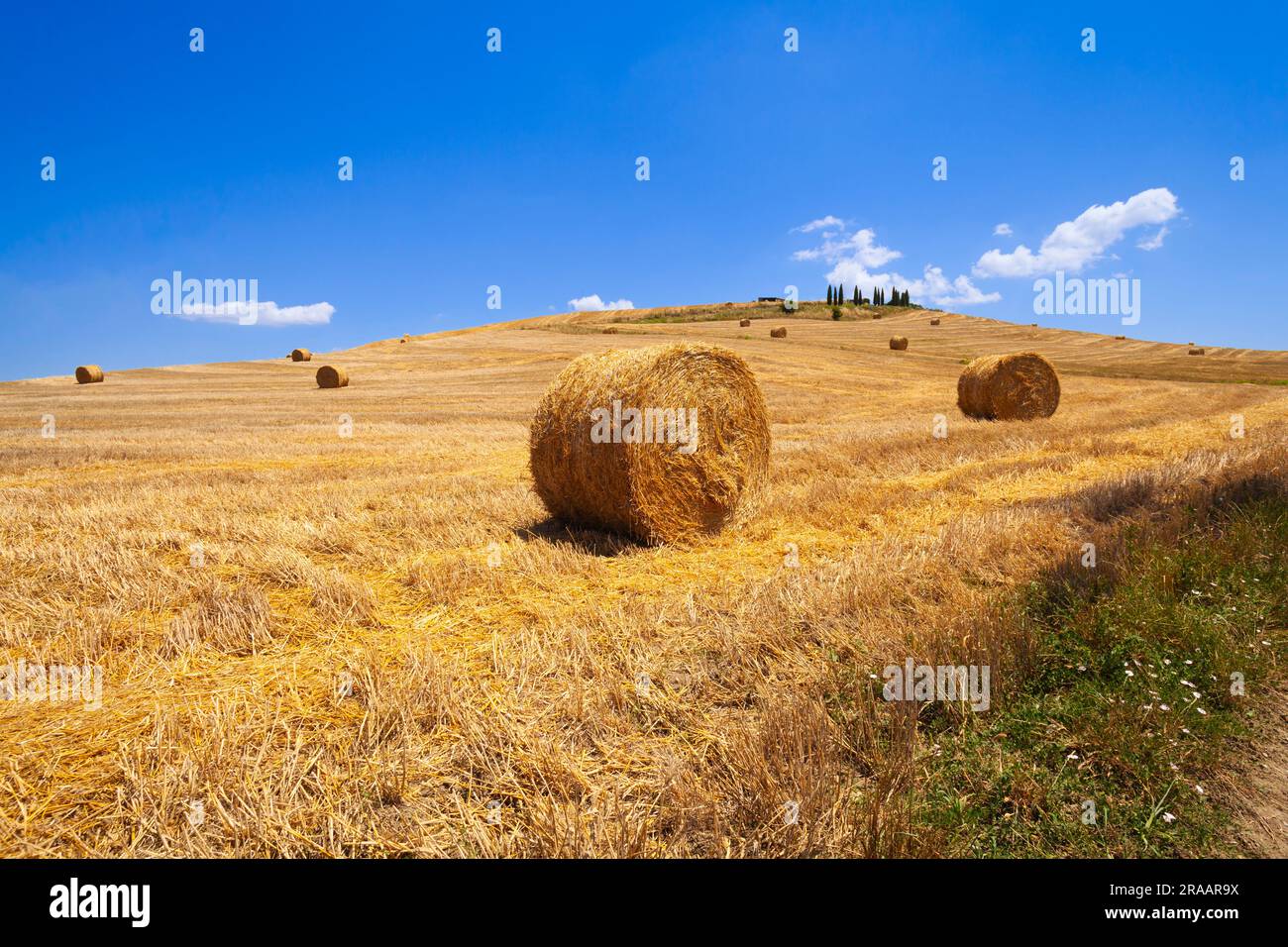 Cylindrical cypress trees hi-res stock photography and images - Alamy