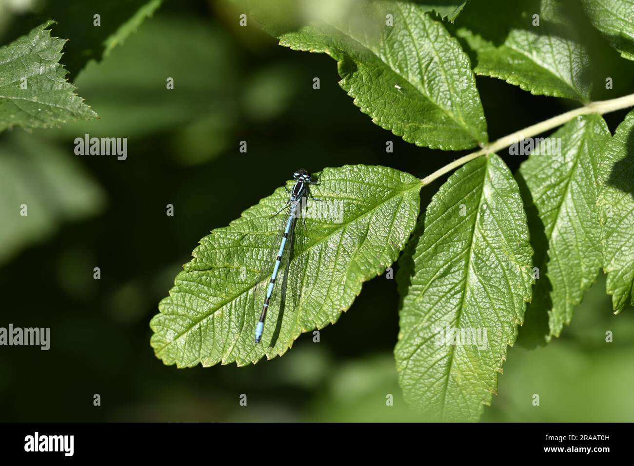 Macro Image of a Male Azure Damselfly (Caenagrion puella) Sitting ...