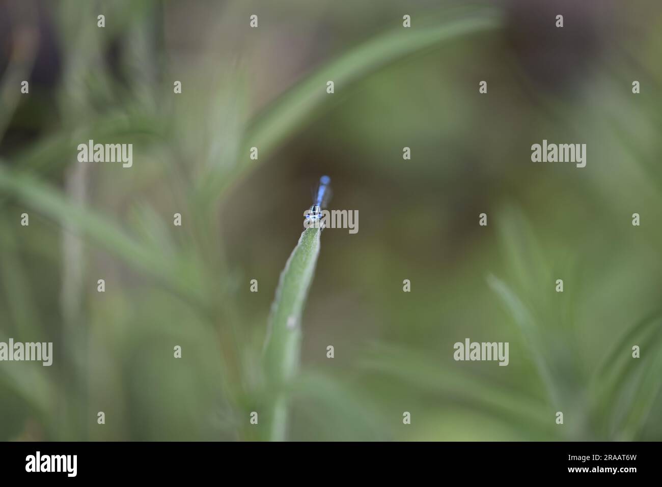 Male Azure Damselfly (Caenagrion puella) Facing Camera from a Single Blade of Grass, Centre of Image, against a Green Background taken in June in UK Stock Photo
