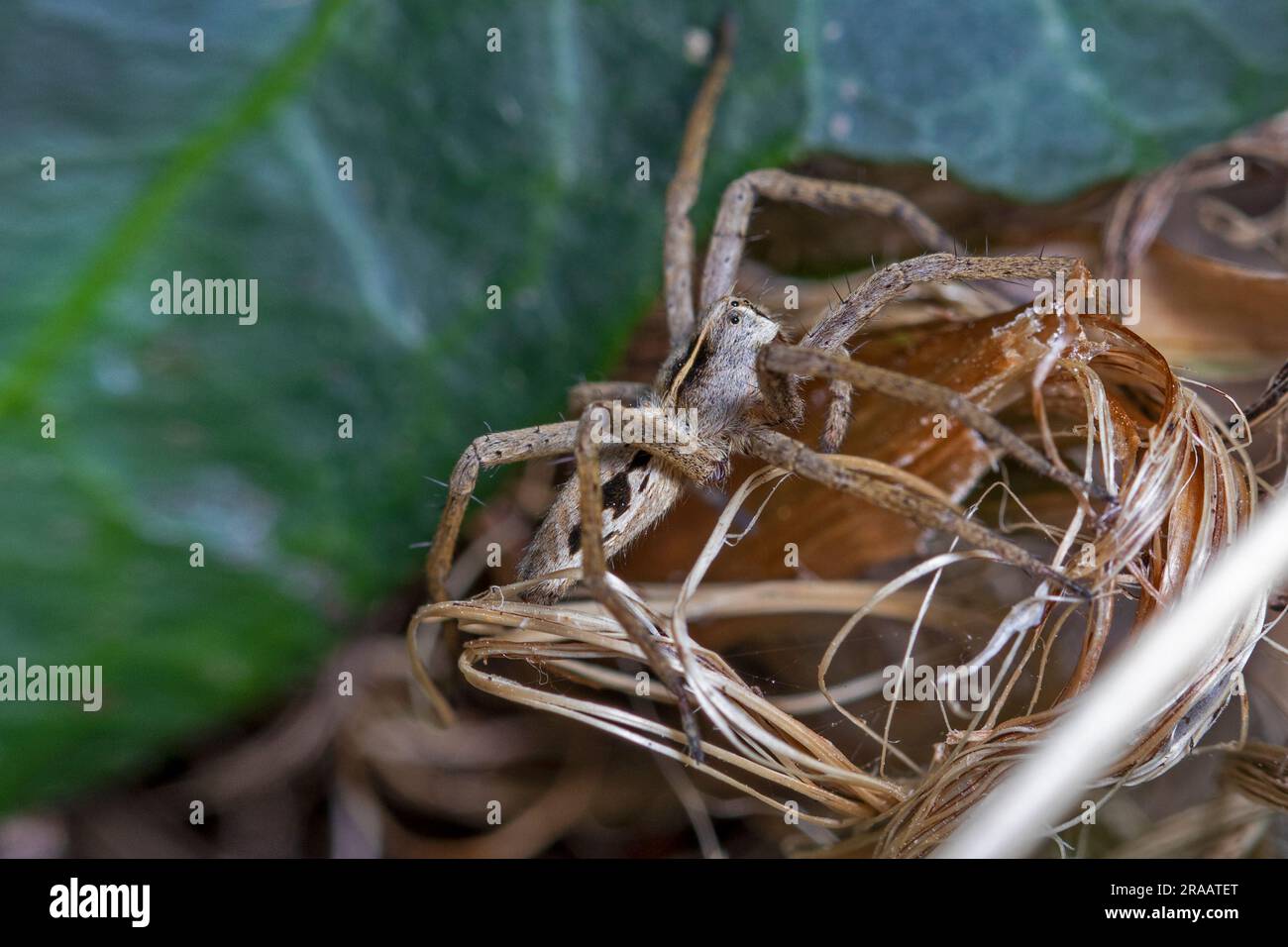 spider in the garden Stock Photo