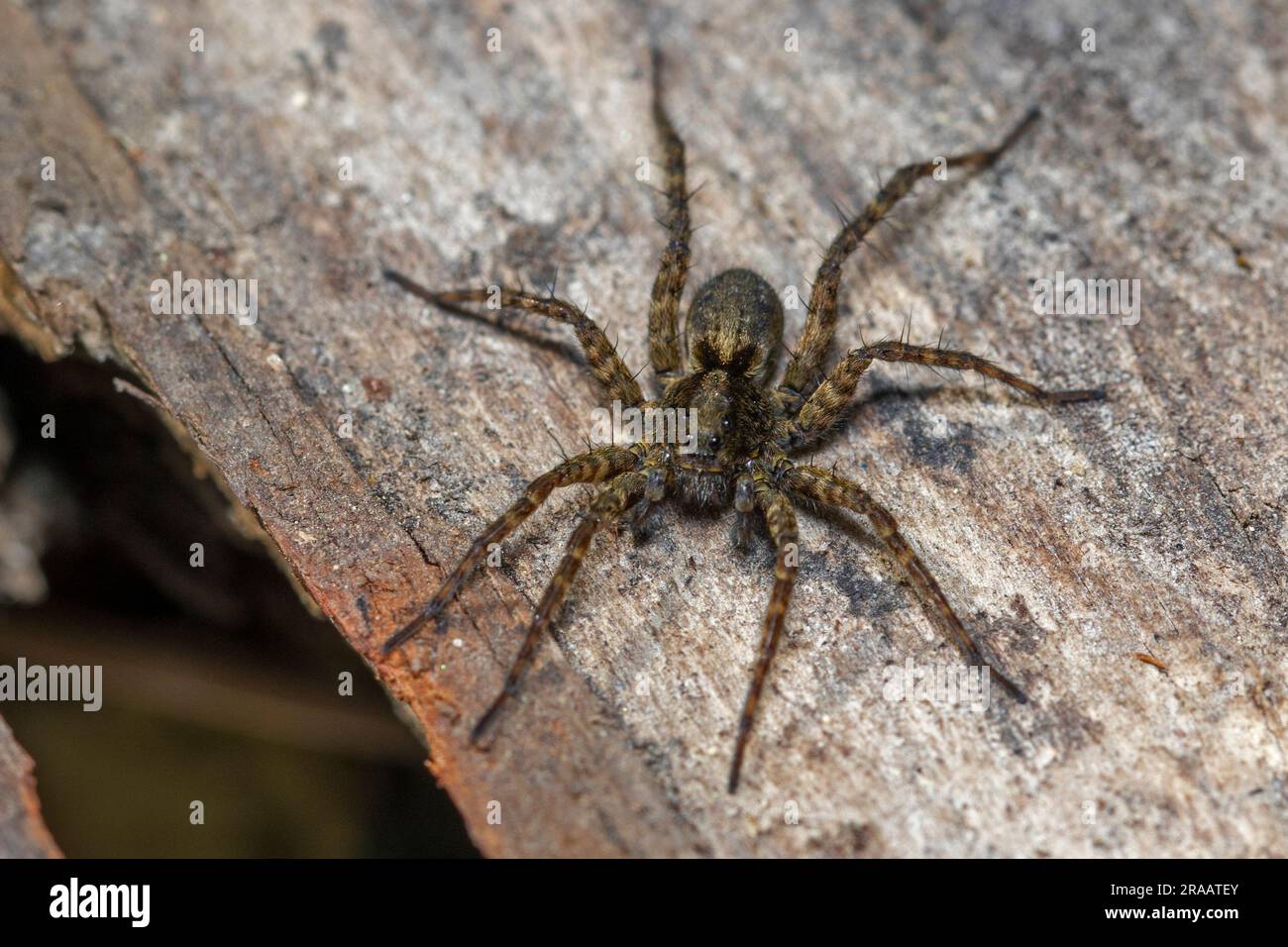spider in the garden Stock Photo
