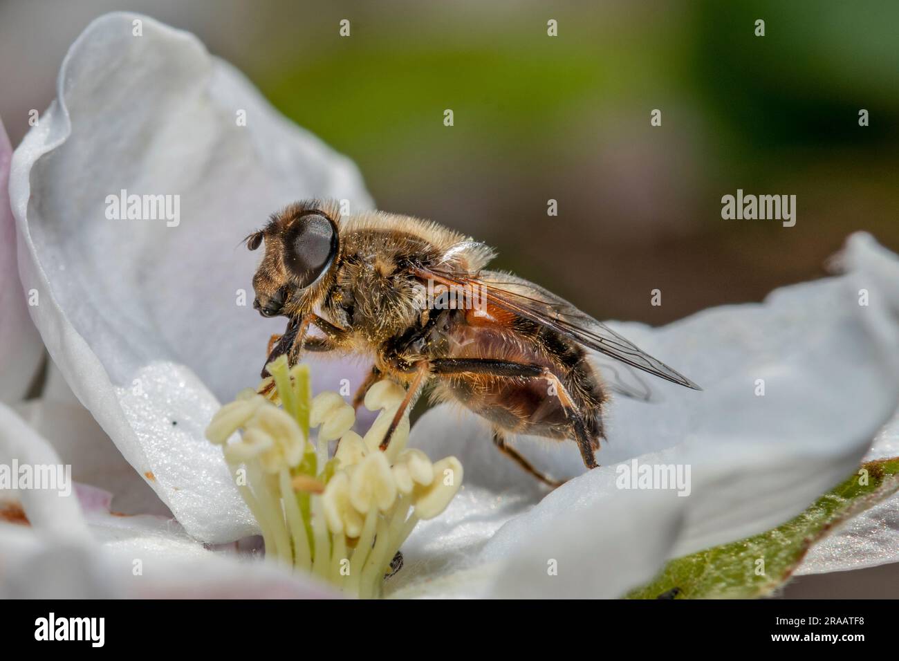 bee on white flower Stock Photo