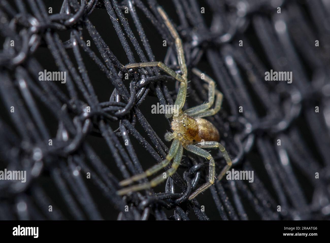 little spider on the net Stock Photo