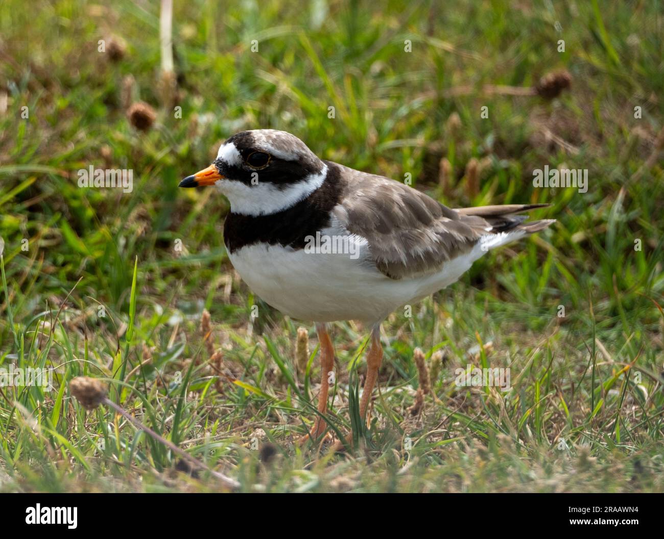 Ringed Plover (Charadrius hiaticula) Isle of Tiree, Inner Hebrides, Scotland, UK. Stock Photo