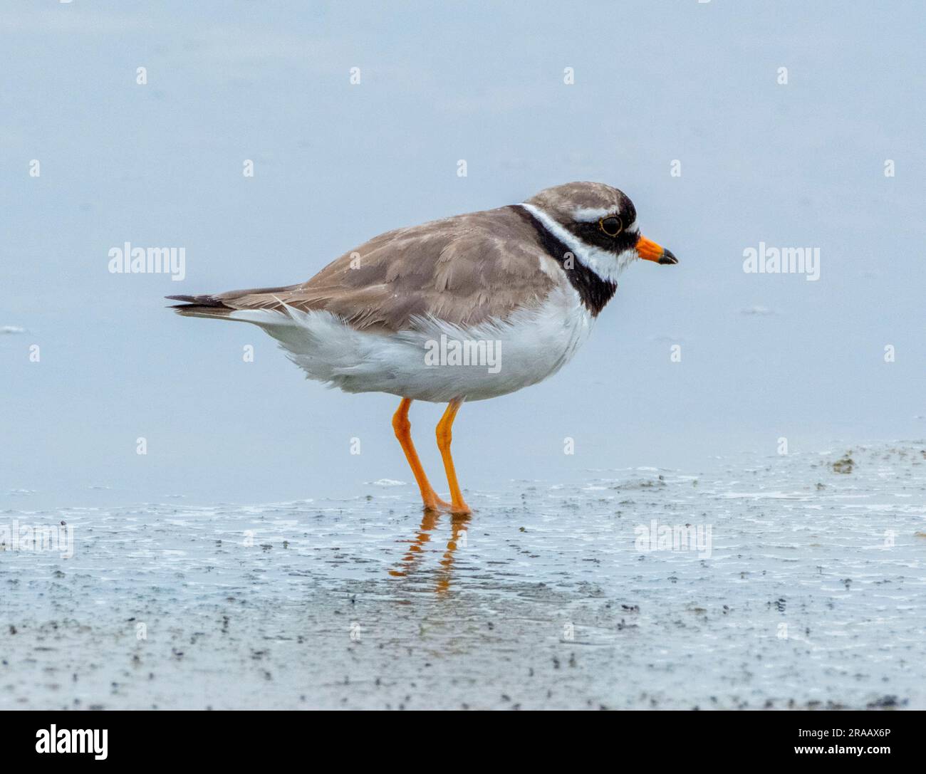 Ringed Plover (Charadrius hiaticula) on a beach, Isle of Coll, Inner Hebrides, Scotland, UK. Stock Photo