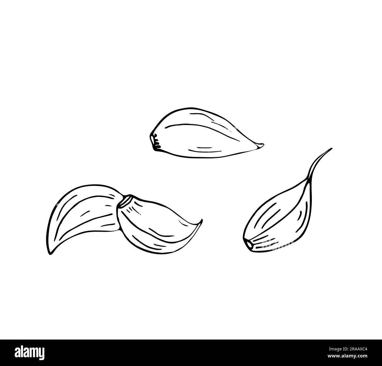 set of handdrawn clove of garlic Stock Vector Image & Art Alamy