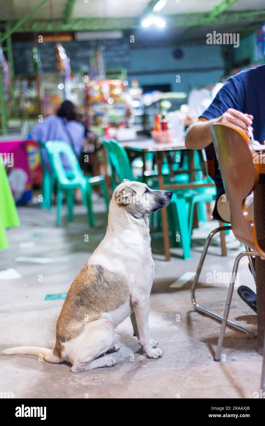 One of many street dogs that are reliant on food titbits given by