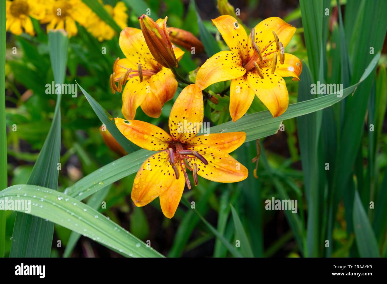 Orange and yellow lily hemerocallis lillies in bloom in July at