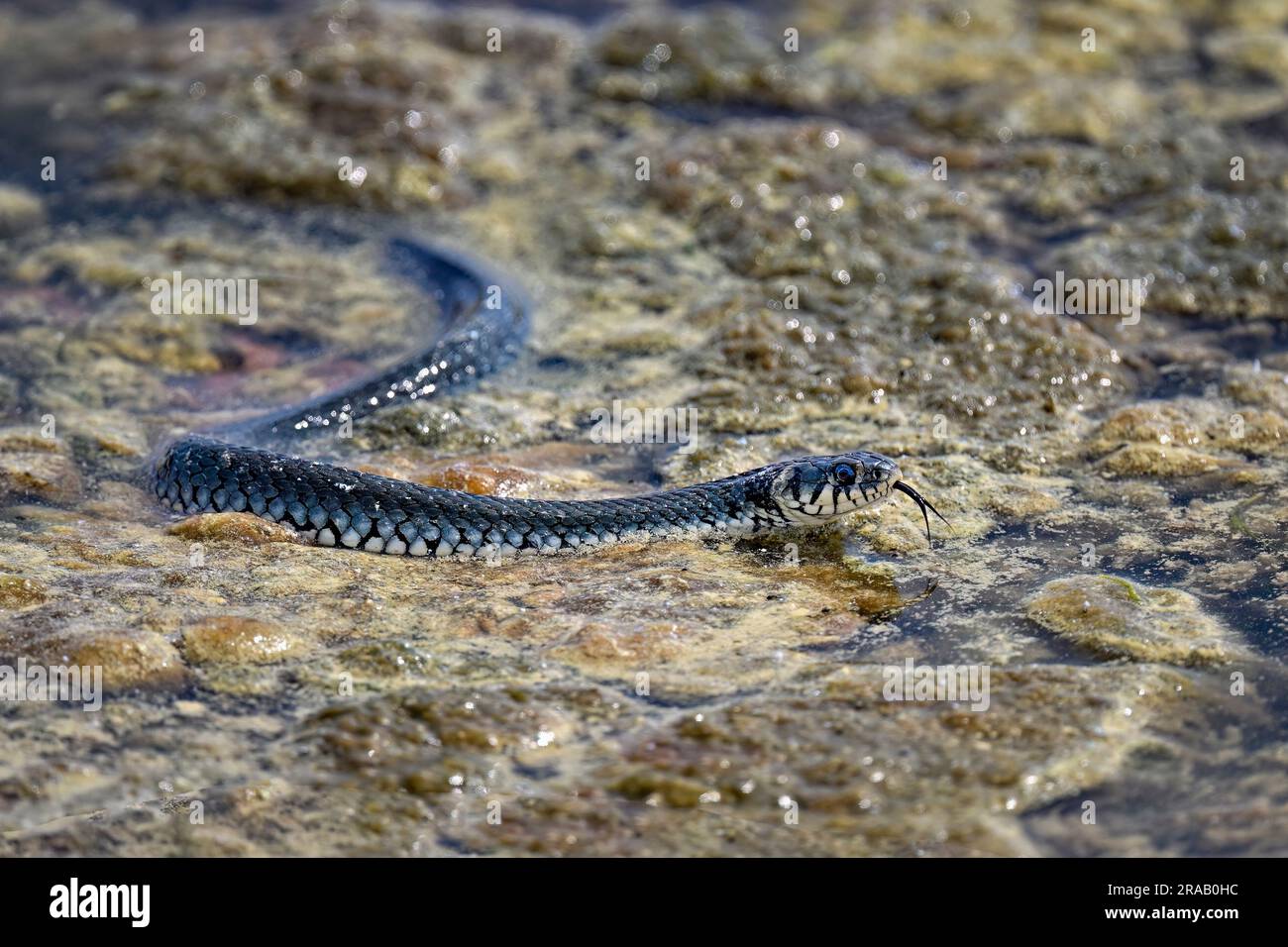 Grass snake on the shore Stock Photo