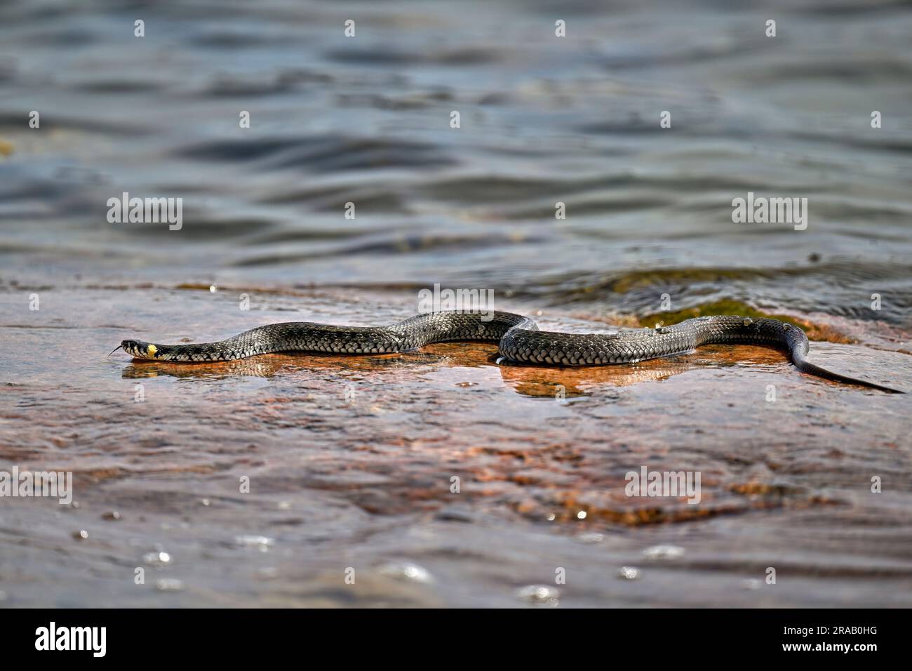 Grass snake basking on the rock Stock Photo