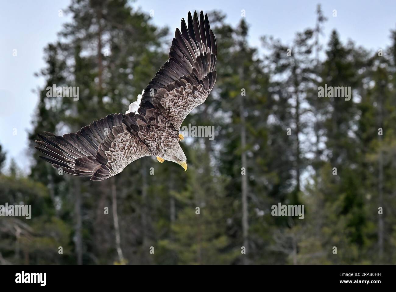 White-tailed eagle attacking Stock Photo