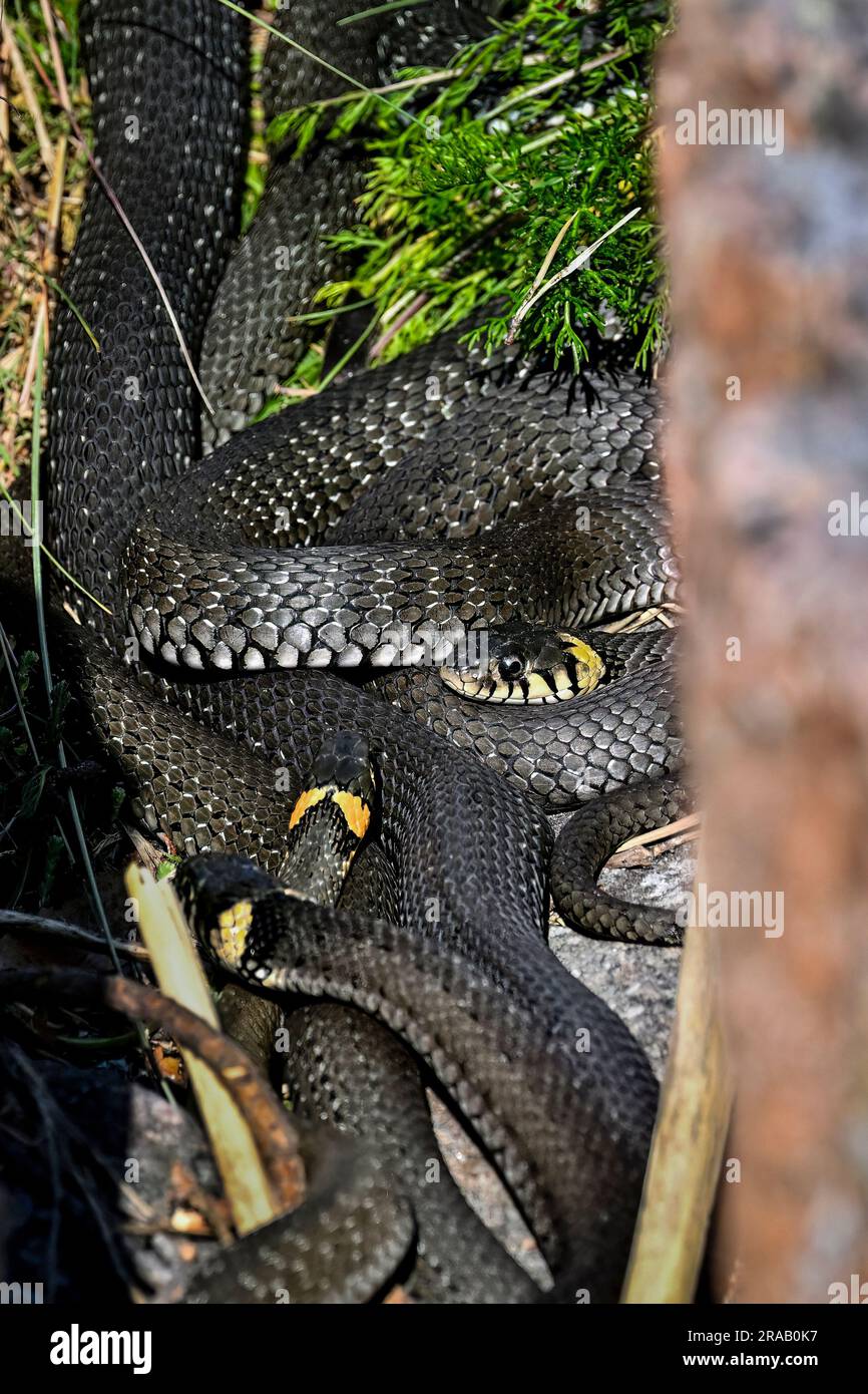 Grass snake basking in the rock crevise Stock Photo