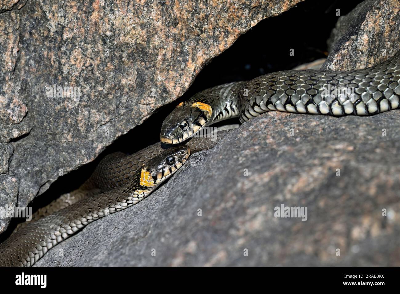 Grass snake basking in the rock crevise Stock Photo