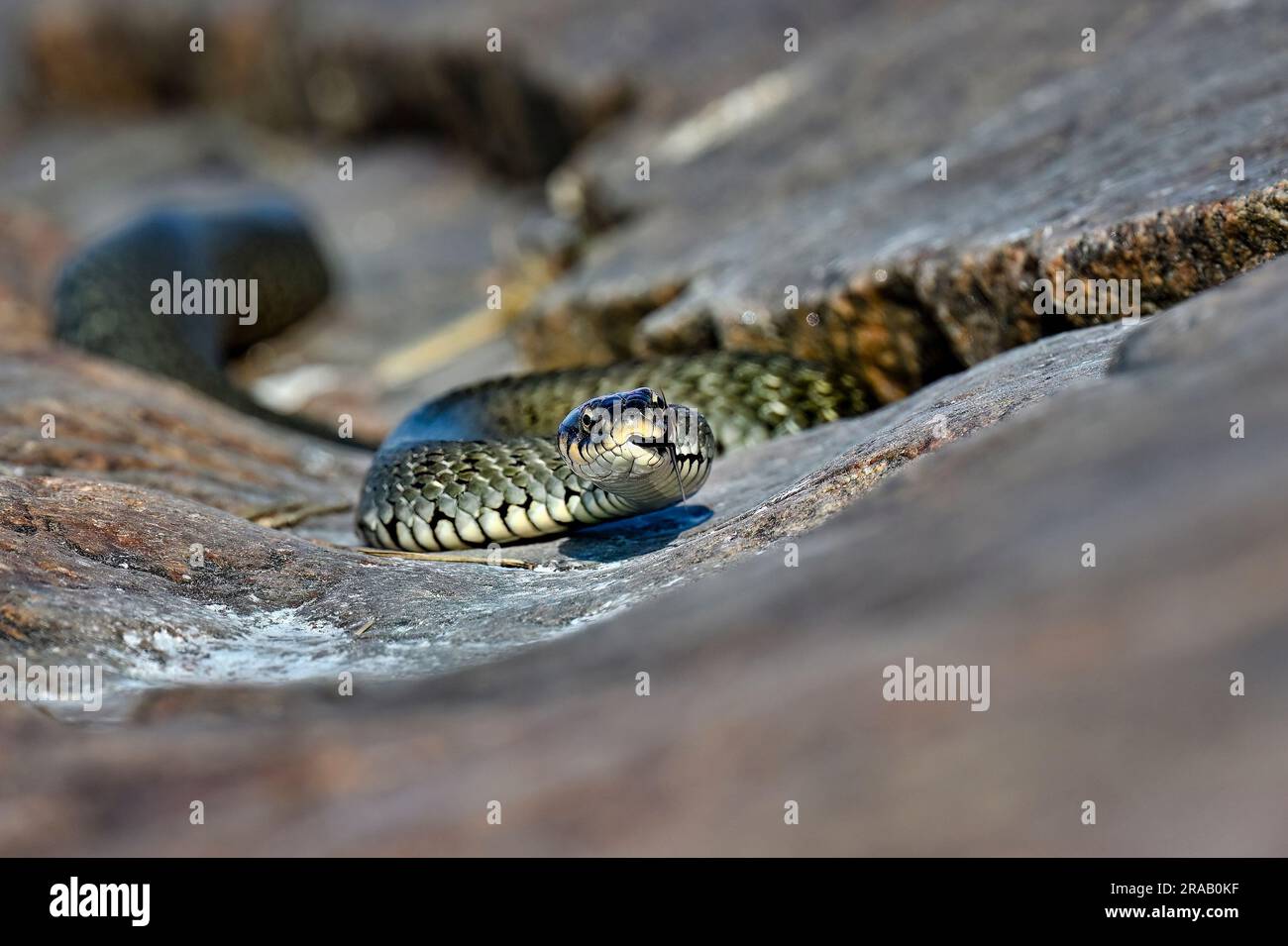 Grass snake basking in the rock crevise Stock Photo Alamy