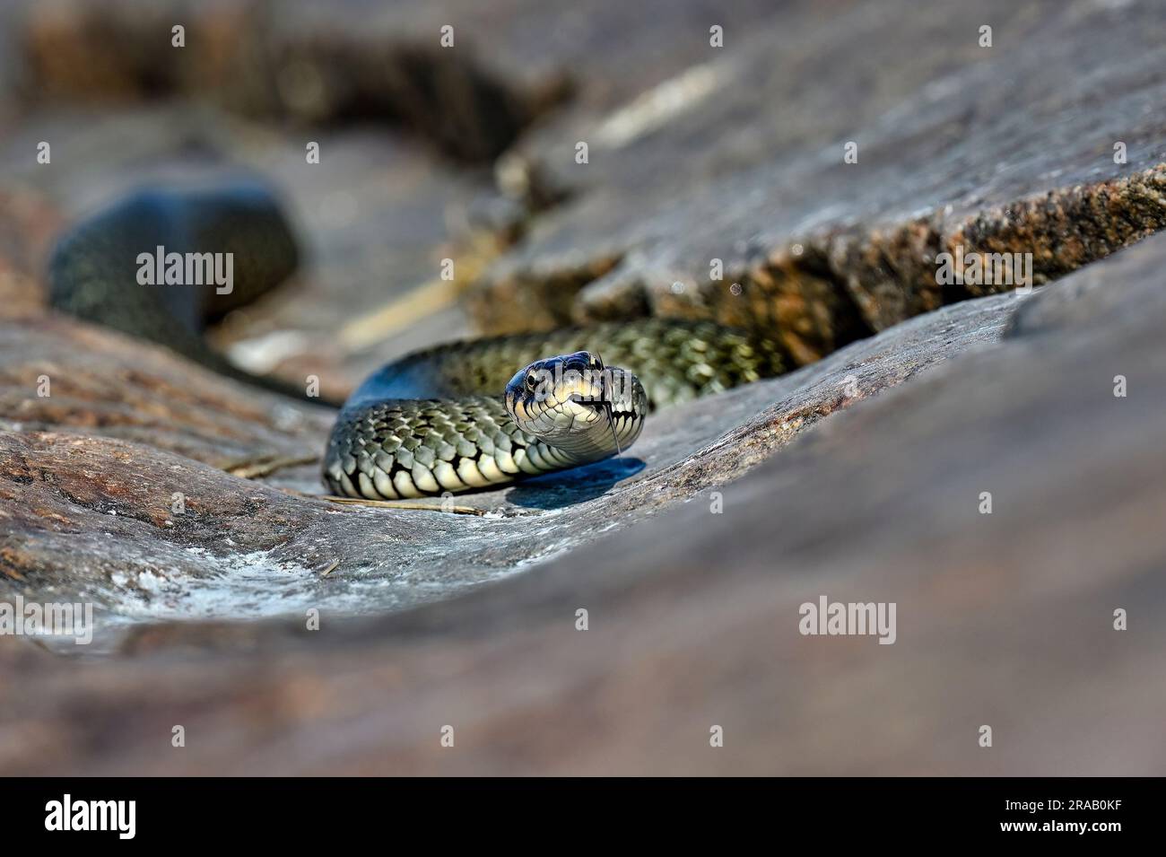 Grass snake basking in the rock crevise Stock Photo