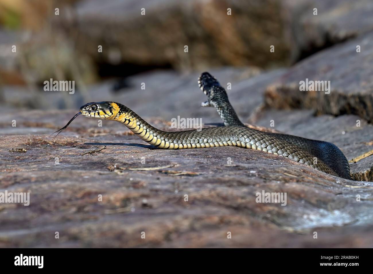 Grass snake basking in the rock crack Stock Photo Alamy