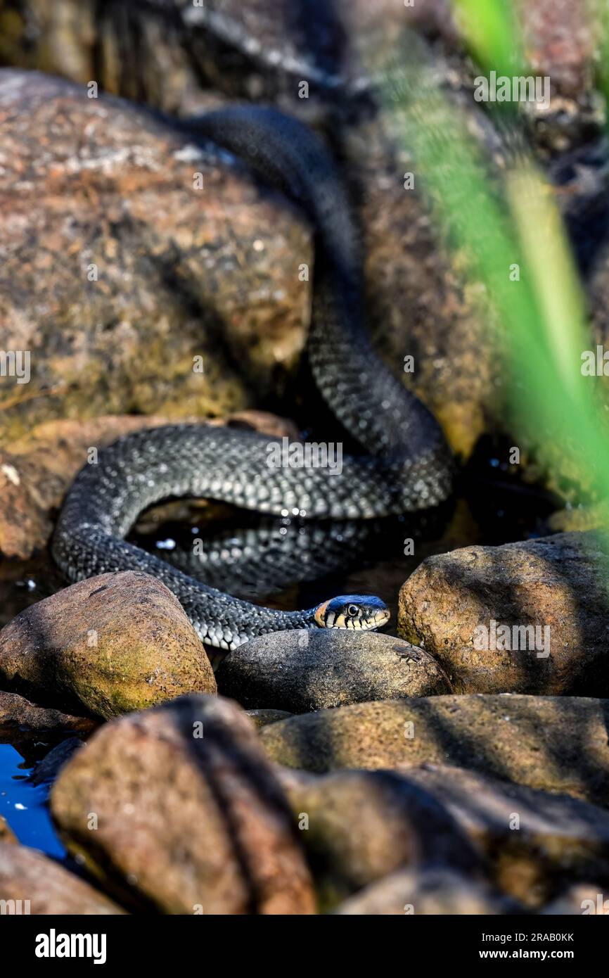 Grass snake on the shore Stock Photo
