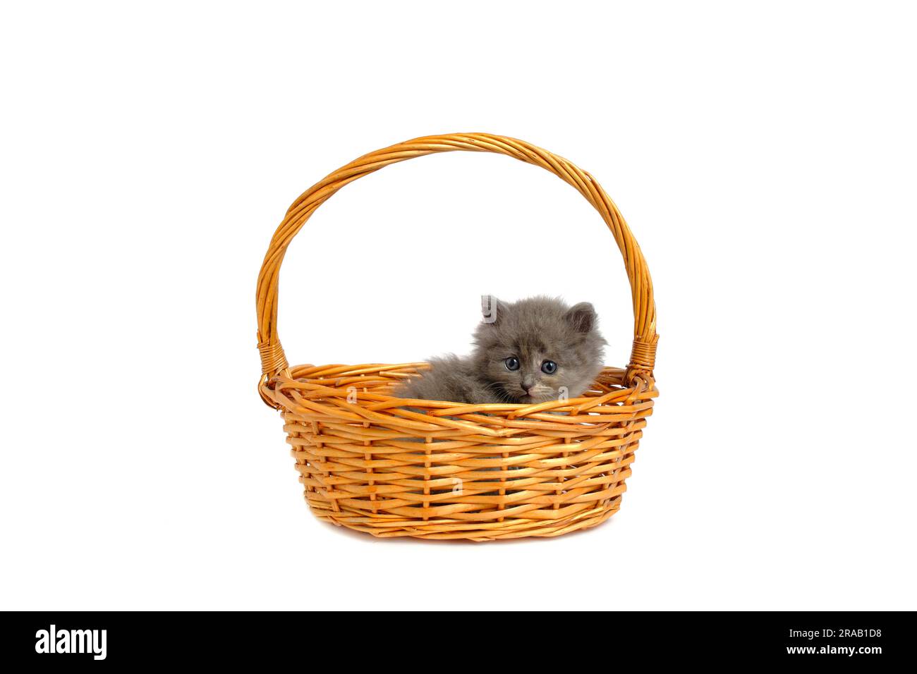 Gray and fluffy kitten is lying in basket white background, isolate Stock Photo