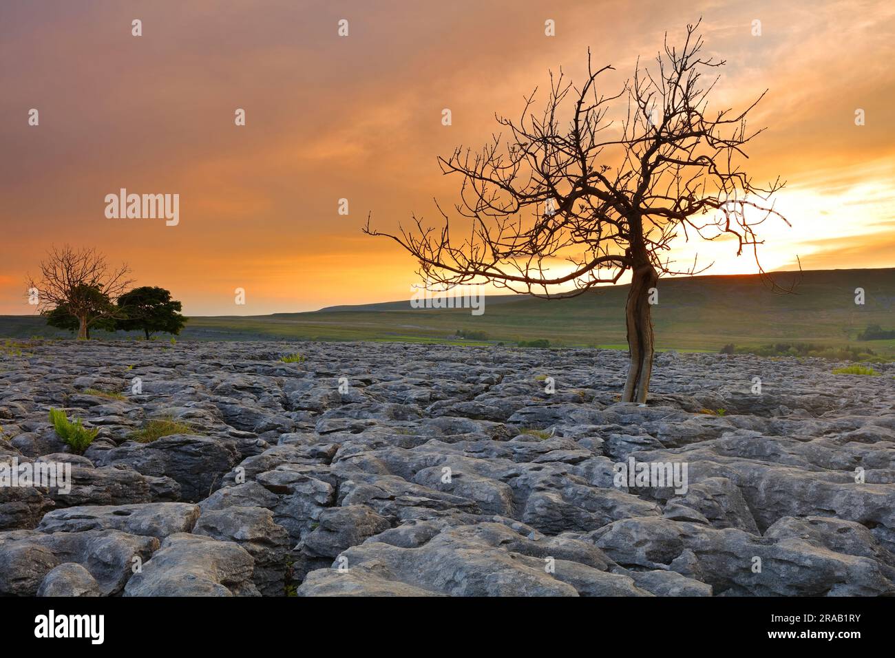 Lone tree growing out of limestone pavement, Yorkshire Dales National Park, England, UK. Stock Photo