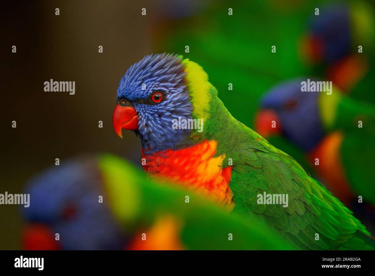 Image result for Rainbow Lorikeet - Trichoglossus moluccanus- species of parrot from ...