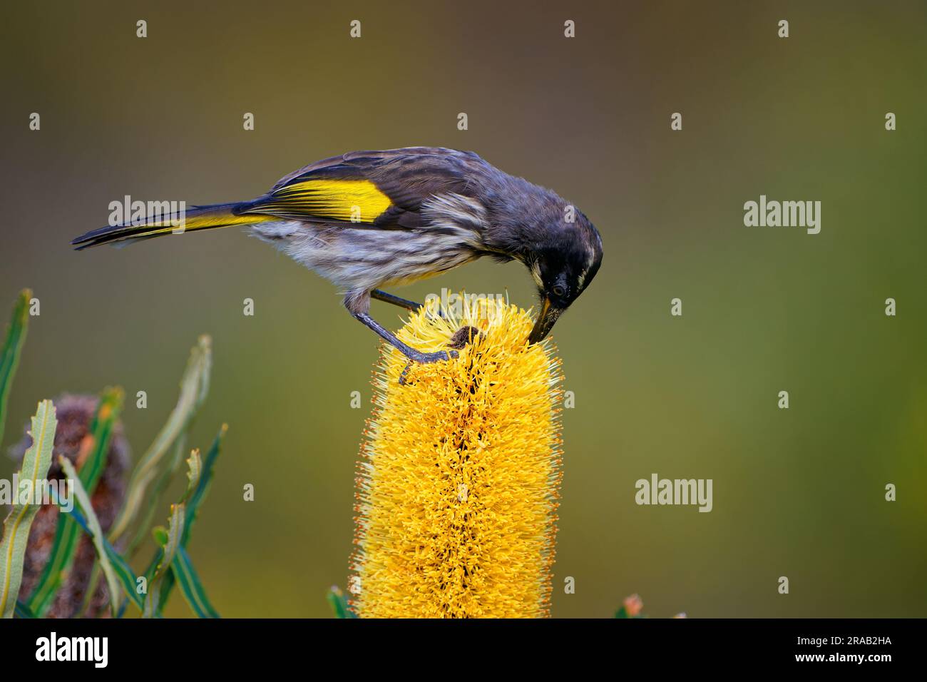 New Holland Honeyeater - Phylidonyris novaehollandiae - australian bird with yellow color in the wings feeding on nectar on the yellow banksia blossom Stock Photo