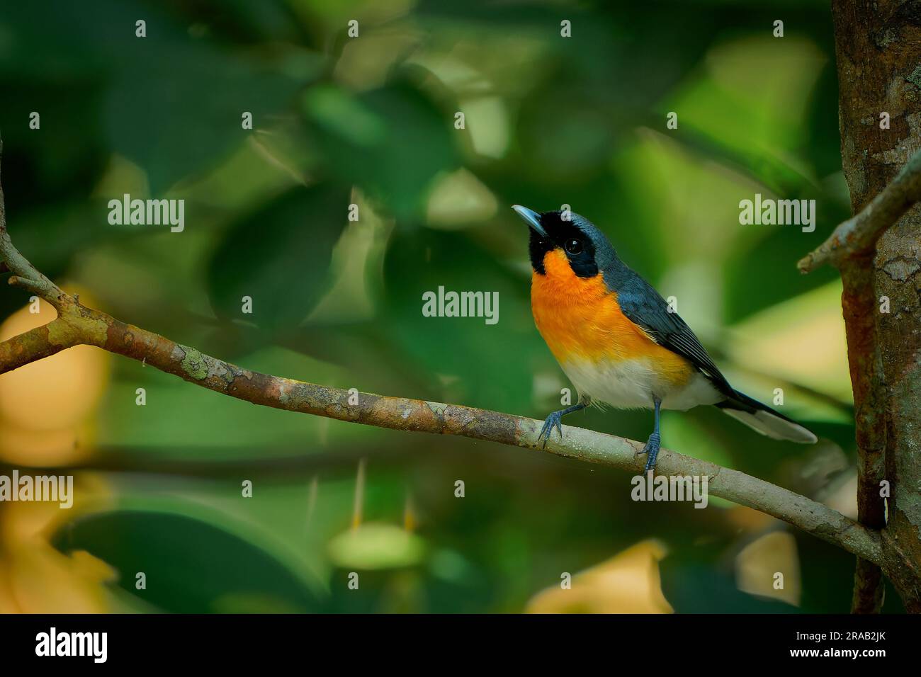 Spectacled Monarch - Symposiarchus trivirgatus bird in Monarchidae, in Australia, Indonesia and Papua New Guinea, subtropical or tropical moist lowlan Stock Photo