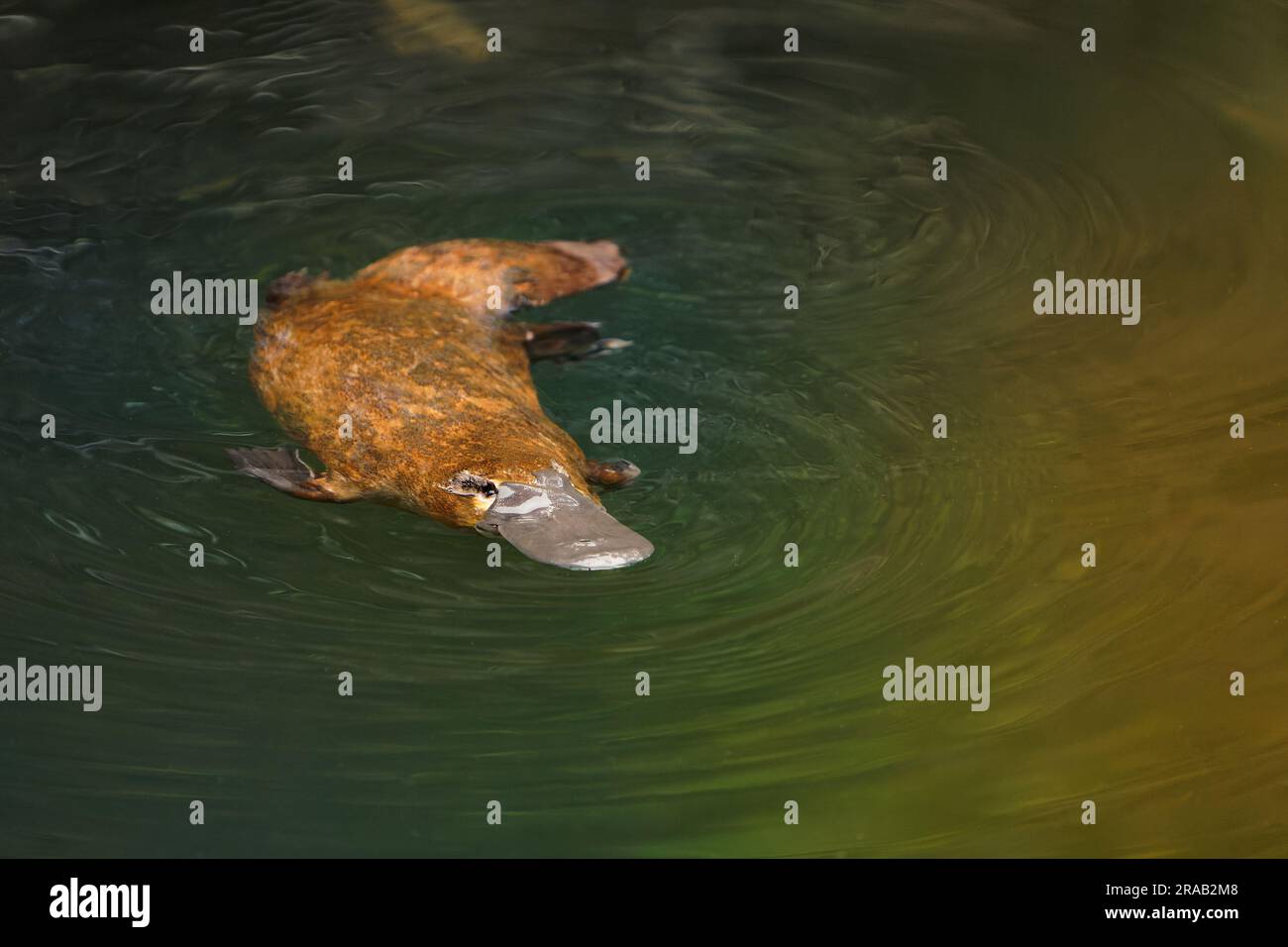 Platypus Ornithorhynchus anatinus, duckbilled platypus, semiaquatic