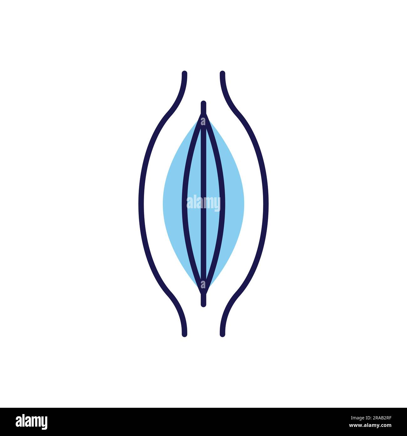 Muscle cell and muscle tissue and organ Stock Vector Images - Alamy
