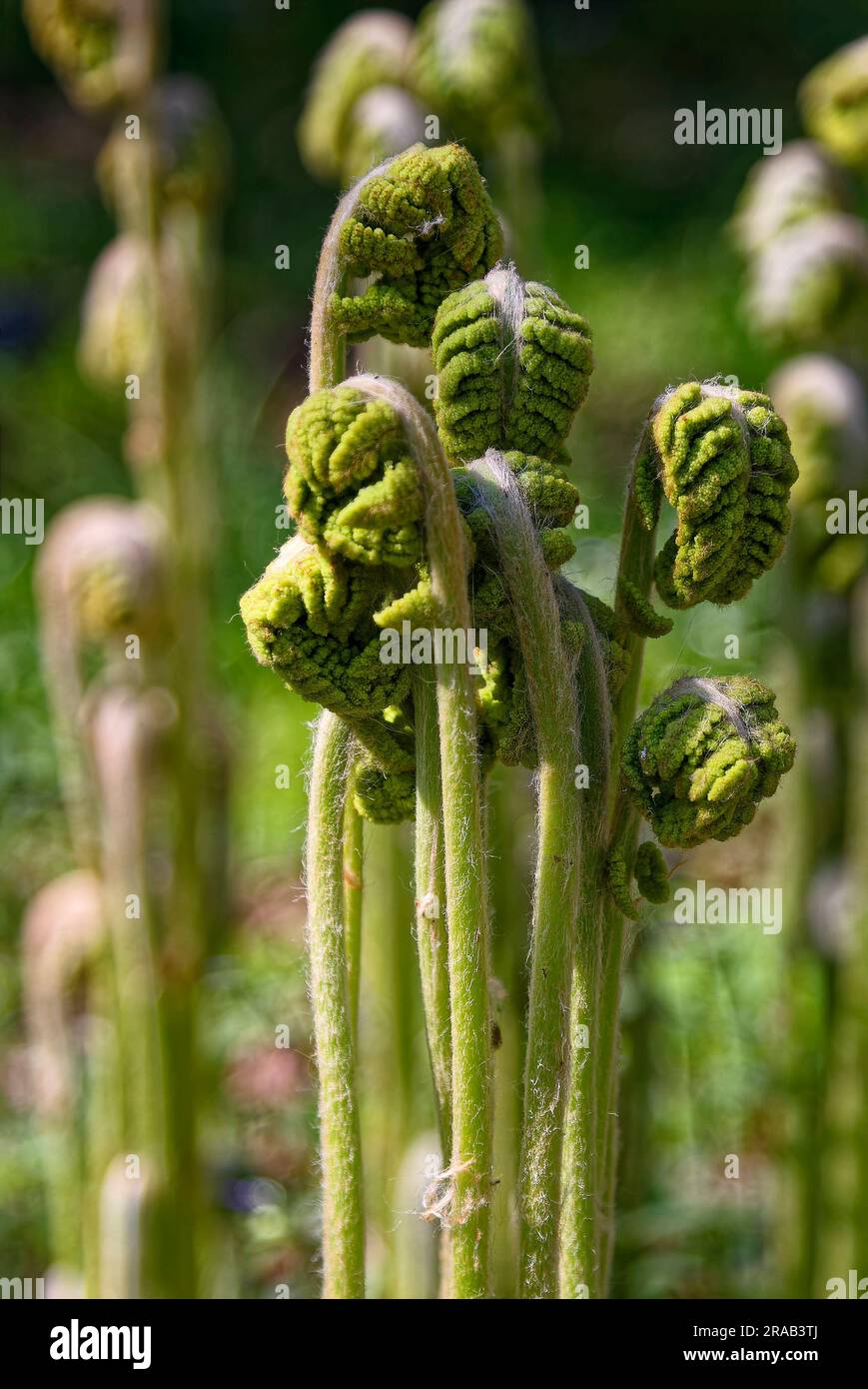 group of hay-scented fern unfolding; emerging, curled up, nature, hairy, Dennstaedtia punctilobula, harbinger of spring, Pennsylvania Stock Photo
