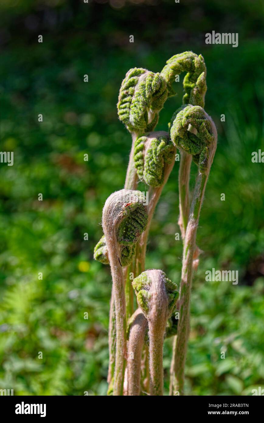 group of hay-scented fern unfolding; emerging, curled up, nature, hairy, Dennstaedtia punctilobula, harbinger of spring, Pensylvania Stock Photo