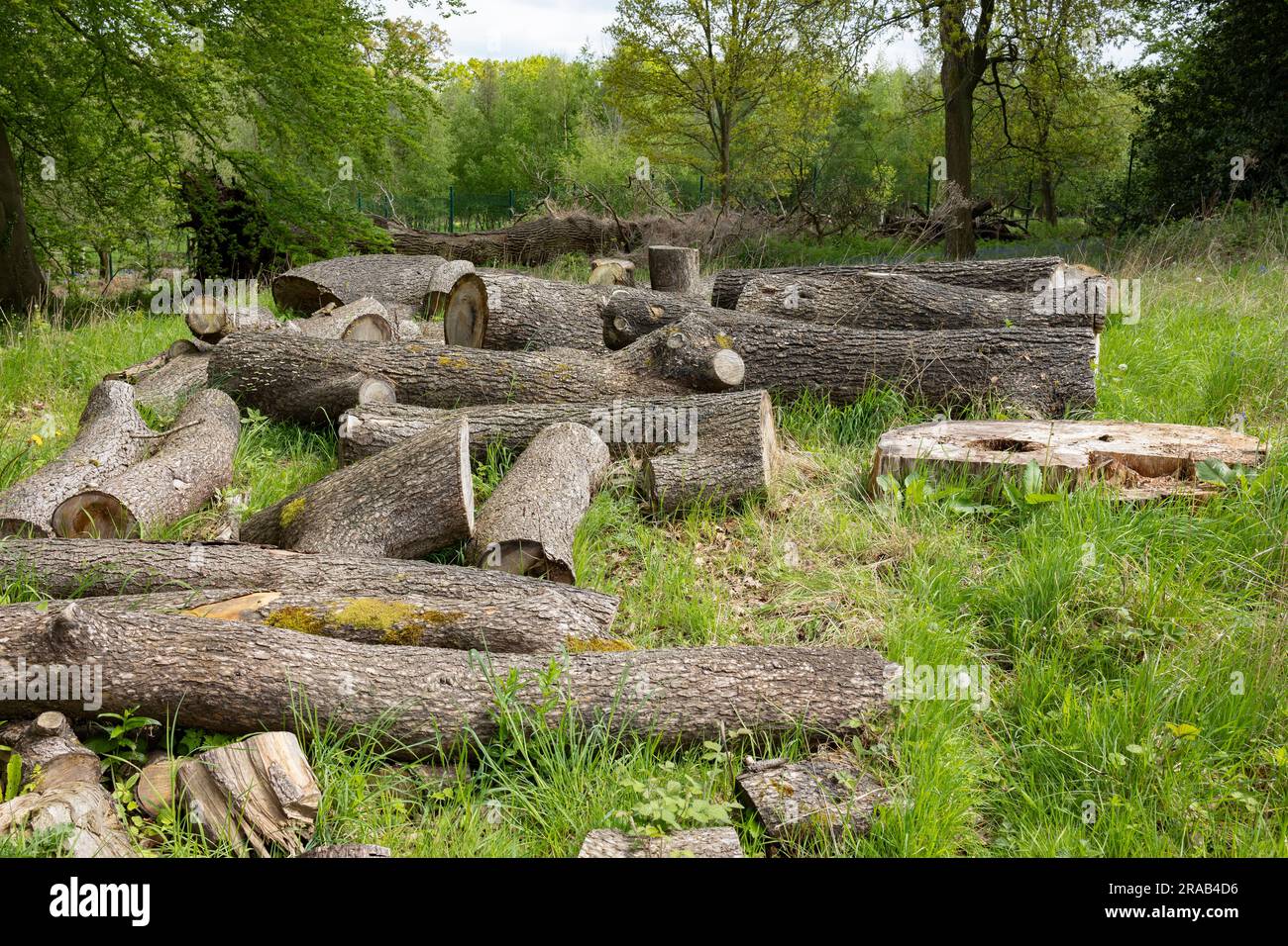 Group of logs after cut the tree. Logs used for fuel sources Stock