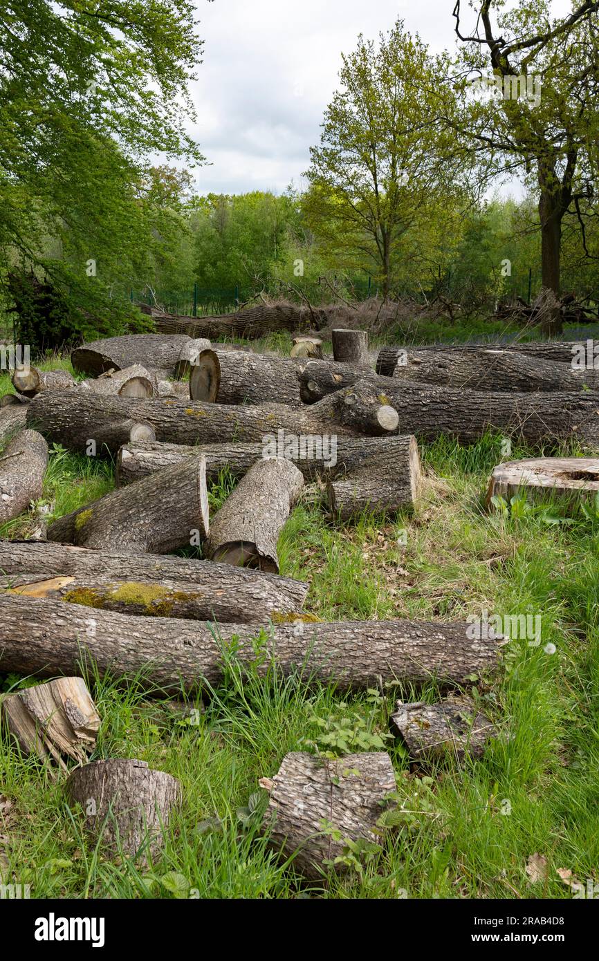 Group of logs after cut the tree. Logs used for fuel sources Stock