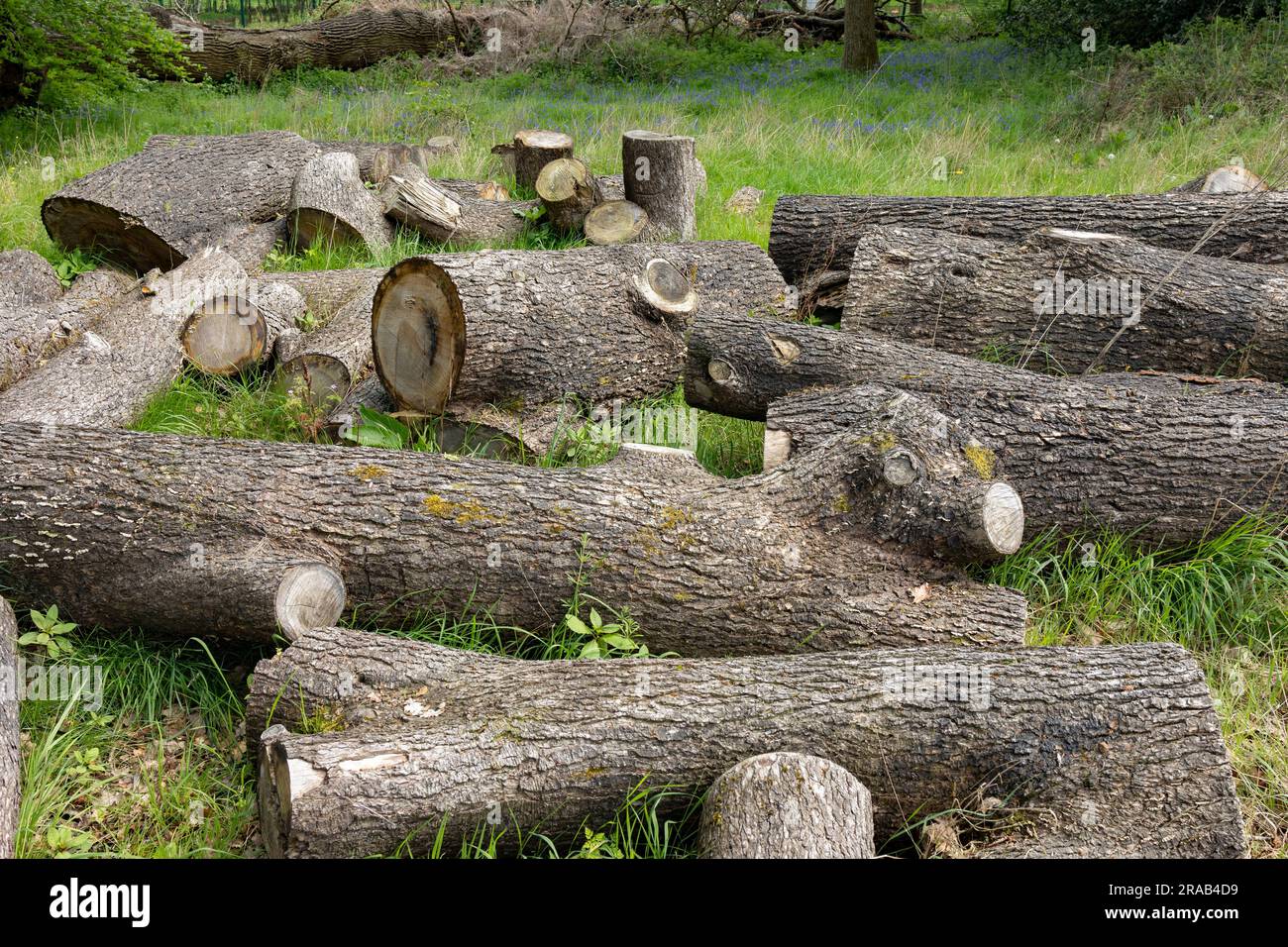 Group of logs after cut the tree. Logs used for fuel sources Stock