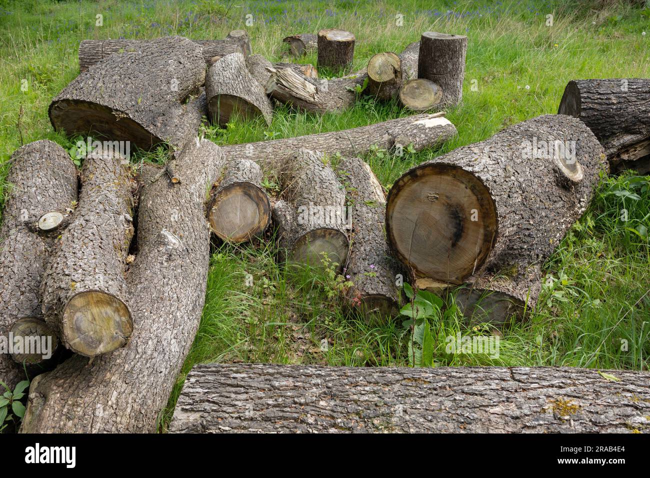 Group of logs after cut the tree. Logs used for fuel sources Stock