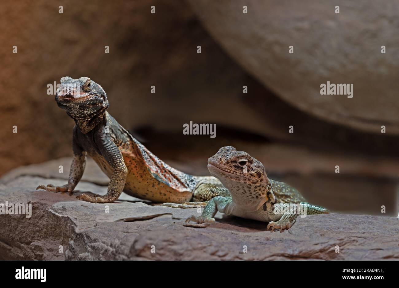 Chuckwalla, Sauromalus ater are found primarily in arid regions of the southwestern United States and northern Mexico Stock Photo