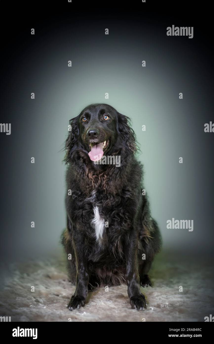 Black long haired labrador hot sale