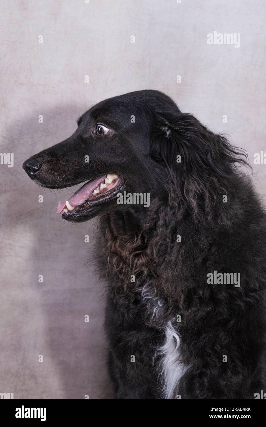 Black lab top with long hair