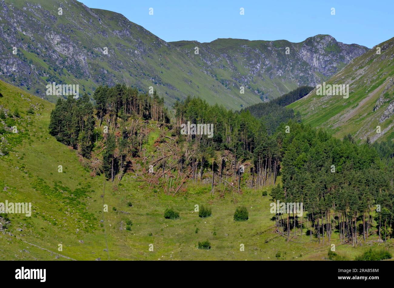 Forest in Glen Clova in the Cairngorms National Park of Scotland, UK Stock Photo