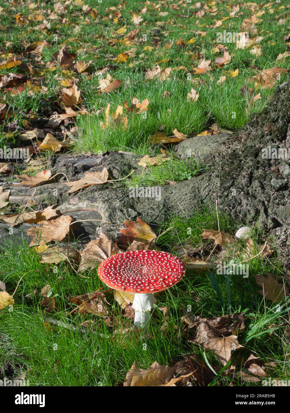 Fly Agaric toadstool Amanita muscaria growing under Sycamore tree Stock Photo