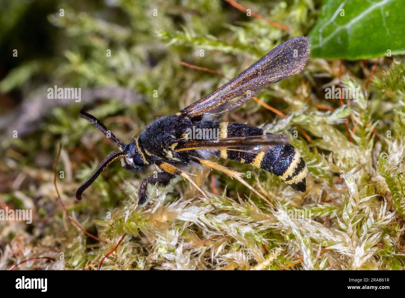 Dusky Clearwing (Paranthrene tabaniformis) - male wasp-mimic moth rediscovered after not being seen for 80 years. Photographed in Cambridgeshire, UK. Stock Photo