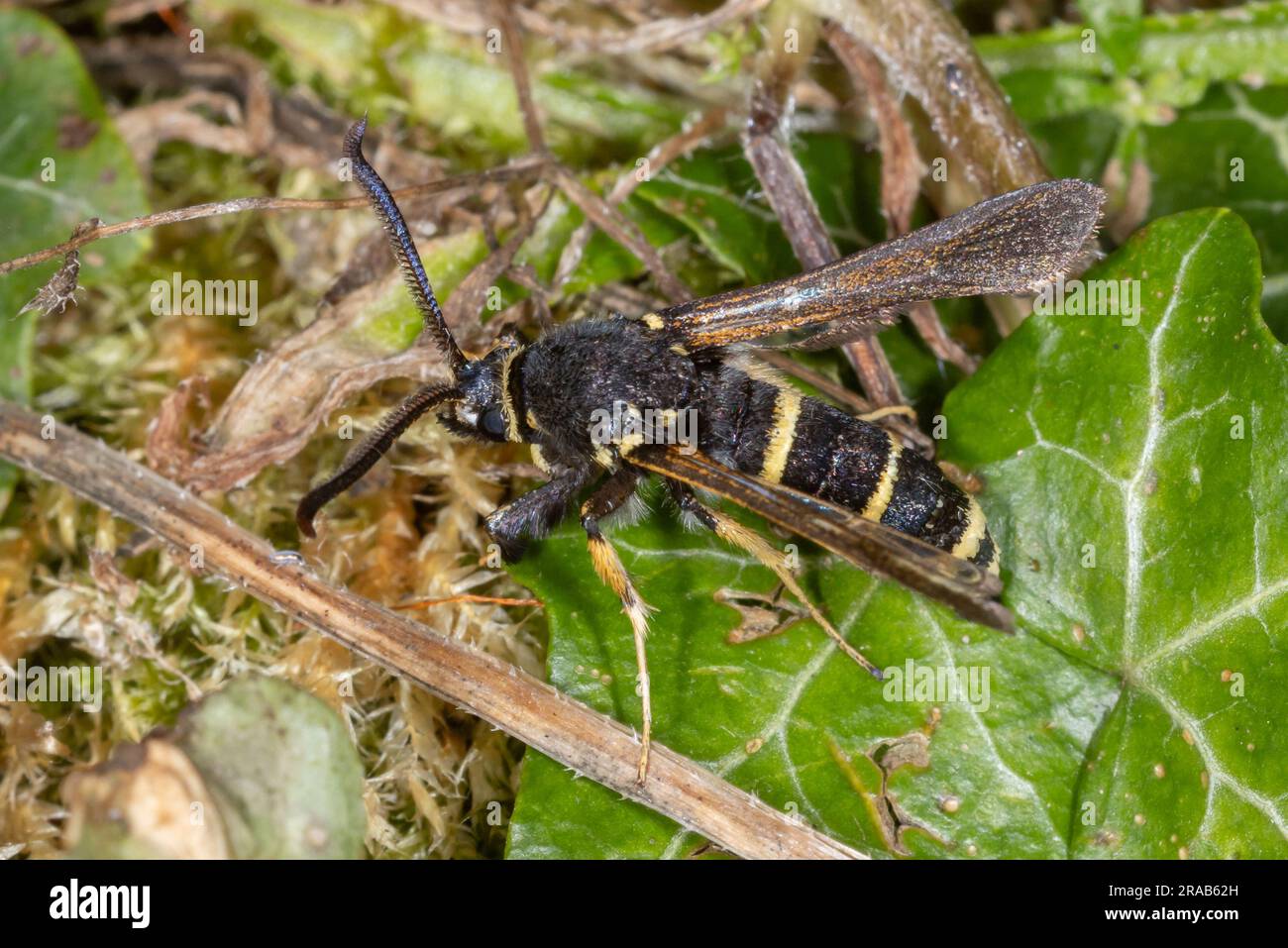 Dusky Clearwing (Paranthrene tabaniformis) - male wasp-mimic moth rediscovered after not being seen for 80 years. Photographed in Cambridgeshire, UK. Stock Photo