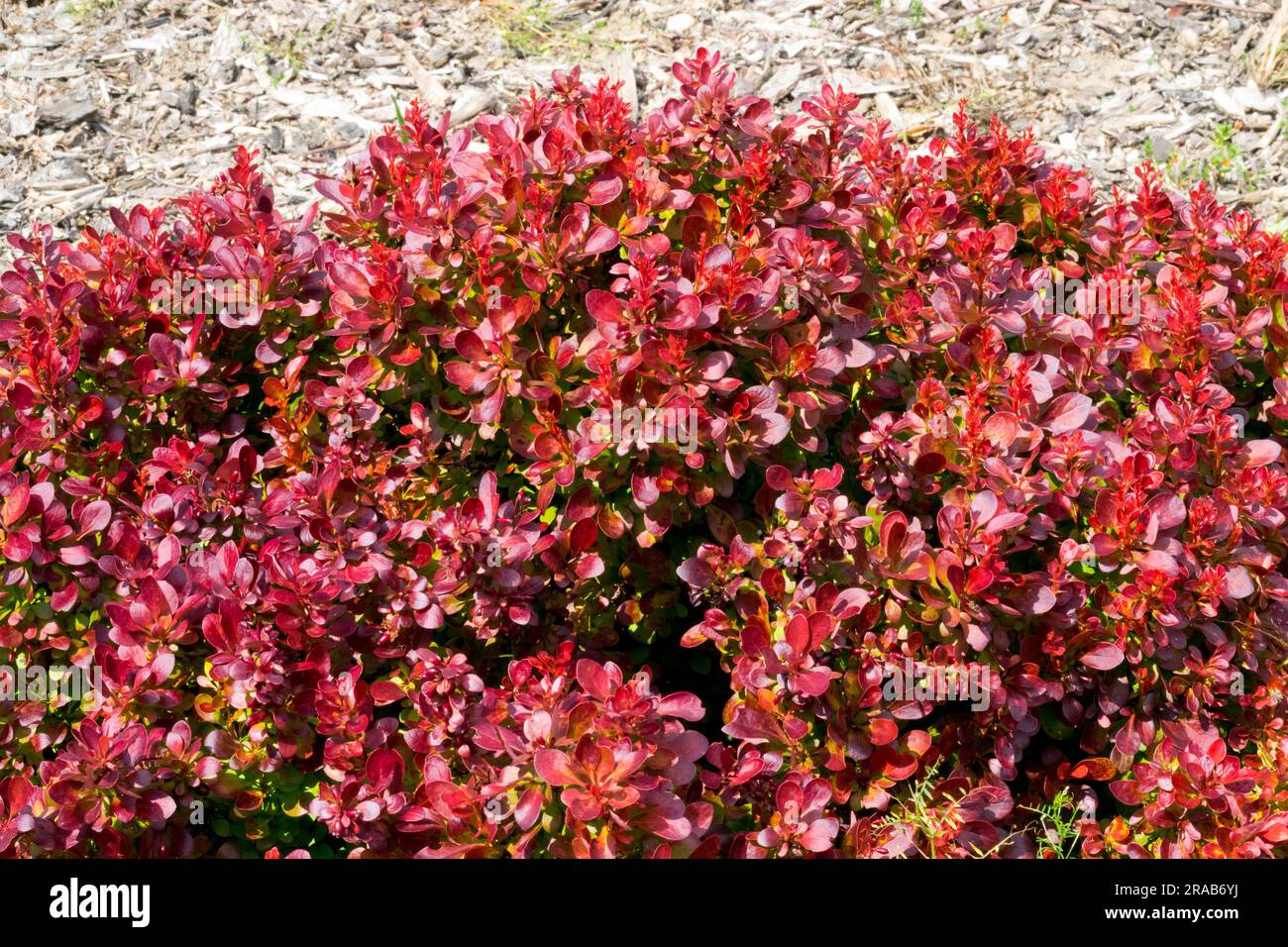 Berberis thunbergii 'Lutin Rouge' leaves bright red when young and maturing to a deep burgundy Stock Photo