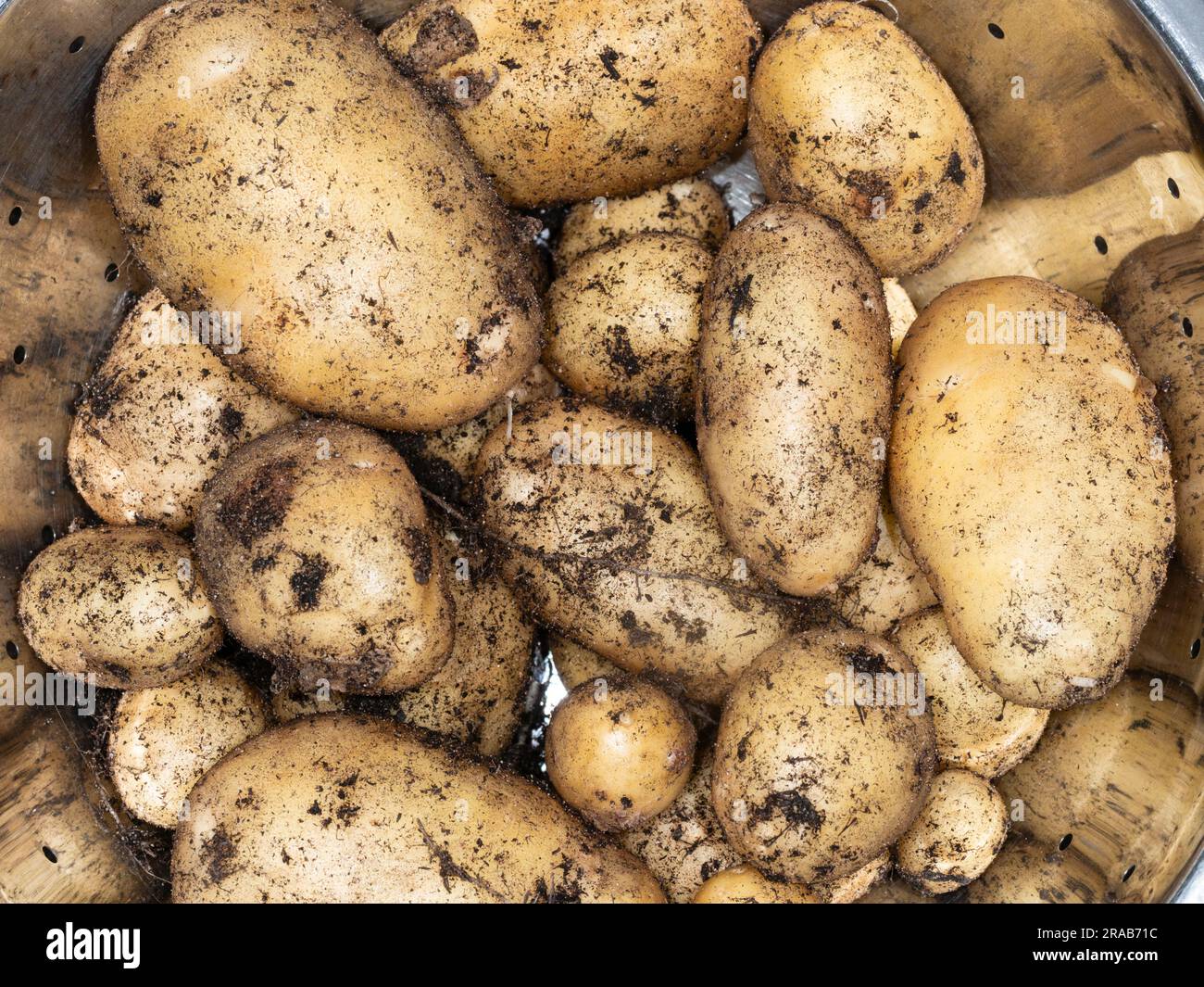 Freshly dug, unwashed home grown tubers of the first early potato, Solanum tuberosum, 'Duke of York' Stock Photo