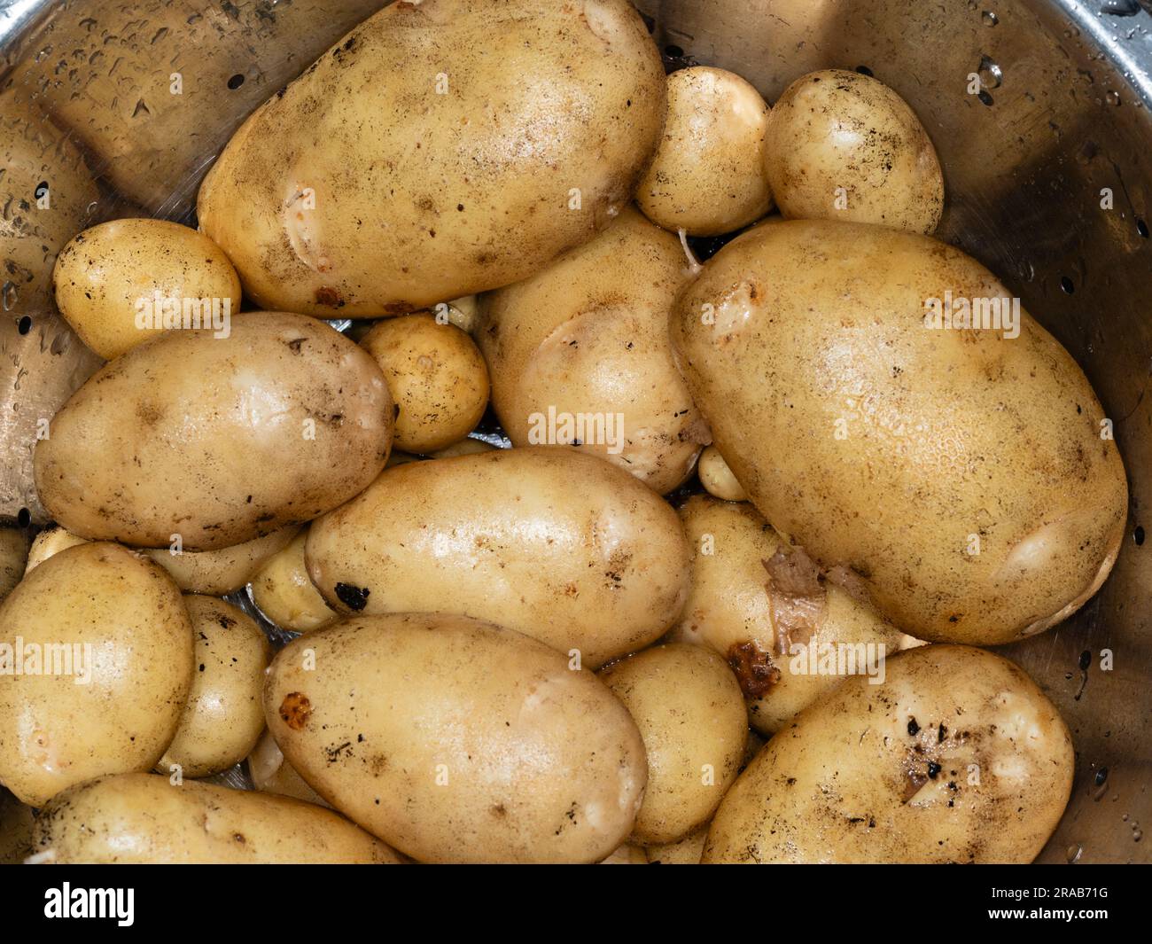 Freshly dug and washed home grown tubers of the first early potato, Solanum tuberosum, 'Duke of York' Stock Photo
