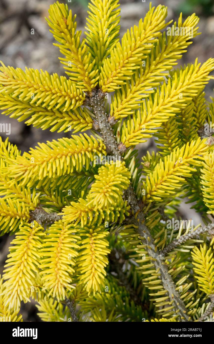 Yellow, Caucasian Spruce, Branch, Picea orientalis 'Sky One', Spruce, Needles Stock Photo