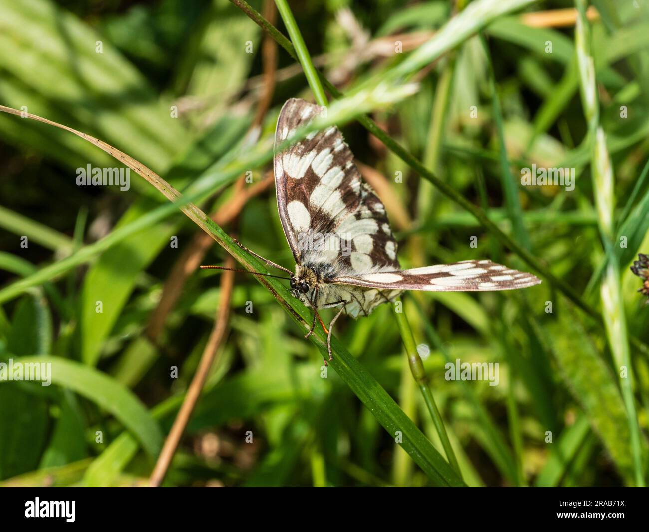 Brown and white patterned marbled white butterfly, Melanargia galathea, nestling in rough grassland Stock Photo