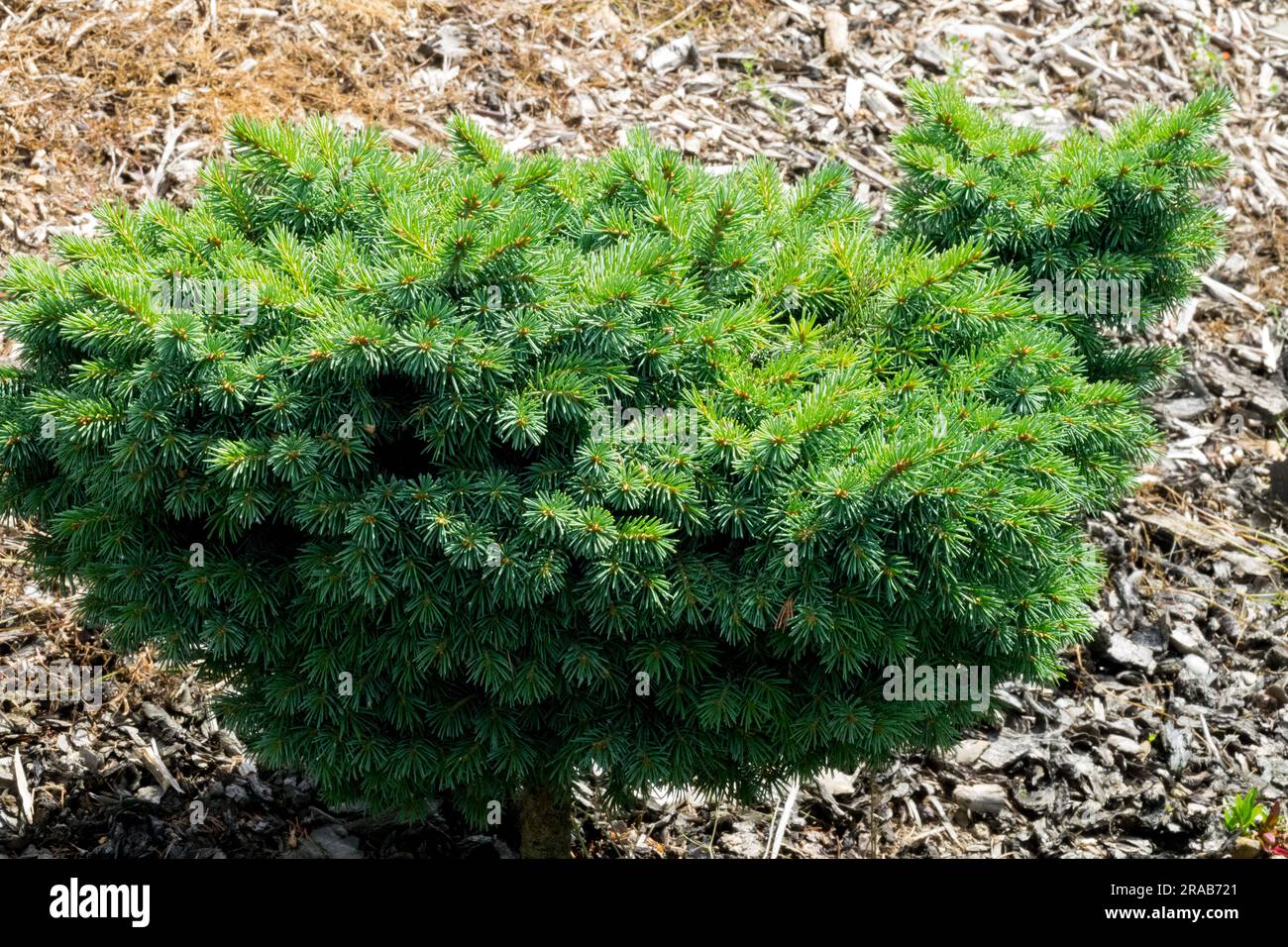 Engelmann Spruce, Picea engelmannii 'Jasper Lace' garden slow growing cultivar Stock Photo